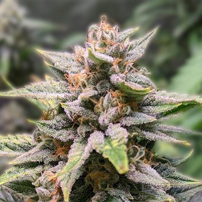 The Ultimate Guide to Growing Red Devil Auto The Ultimate Guide to Growing Red Devil Auto