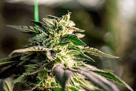 The Ultimate Guide to Growing Red Devil Auto The Ultimate Guide to Growing Red Devil Auto